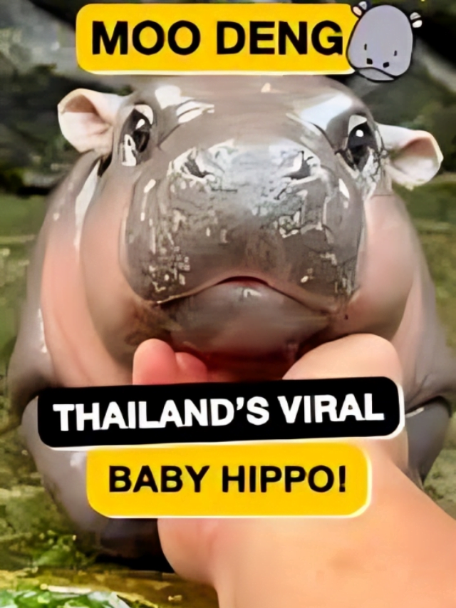 Moo Dang, the viral baby hippo who took the internet by storm